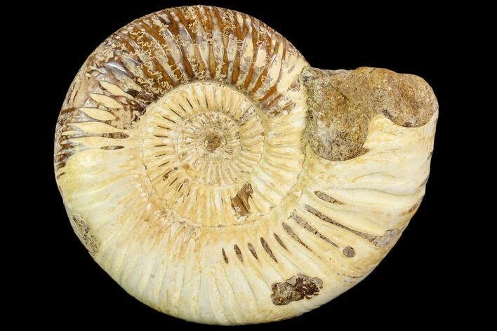 Polished Jurassic Ammonite (Perisphinctes) - Madagascar #104948